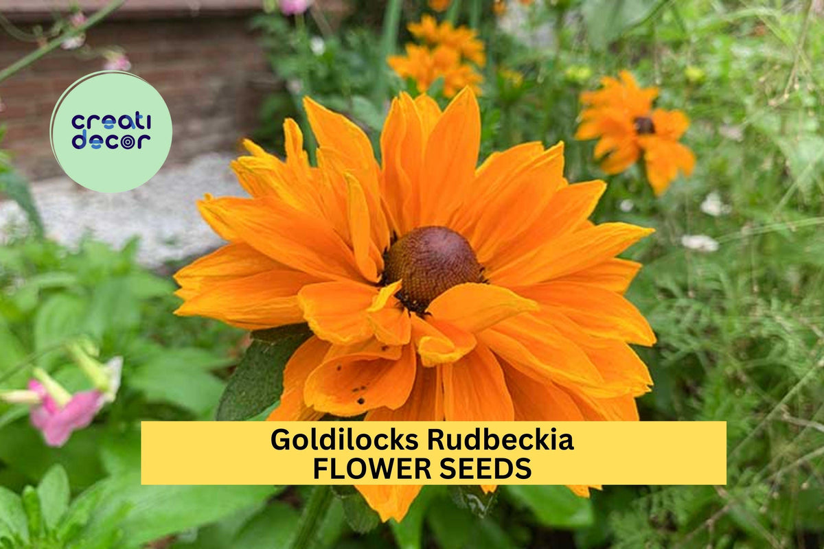 200+ Goldilocks Rudbeckia Seeds – Golden-Orange Double Blooms, Pollinator-Friendly Annuals for Full Sun Gardens