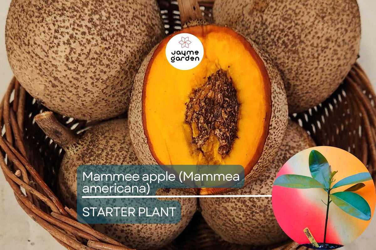 Grafted Mamme Apple Tree 12"-24” | Mammea americana | Tropical Fruit with Creamy Sweet Flavor | Low-Maintenance & Disease-Resistant