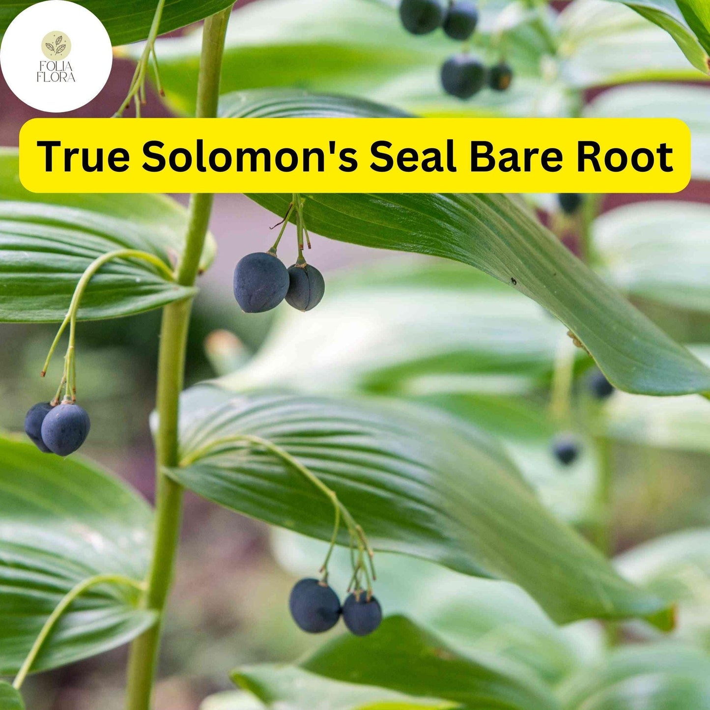10 True Solomon's Seal Plants (Polygonatum biflorum) - Shade-Loving Bare Root Perennials