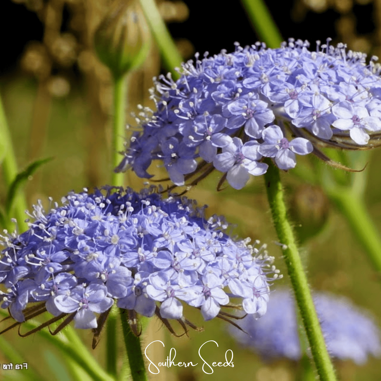 Blue Lace Flower Seeds - Didiscus caeruleus Heirloom Annual for Bouquets & Pollinators