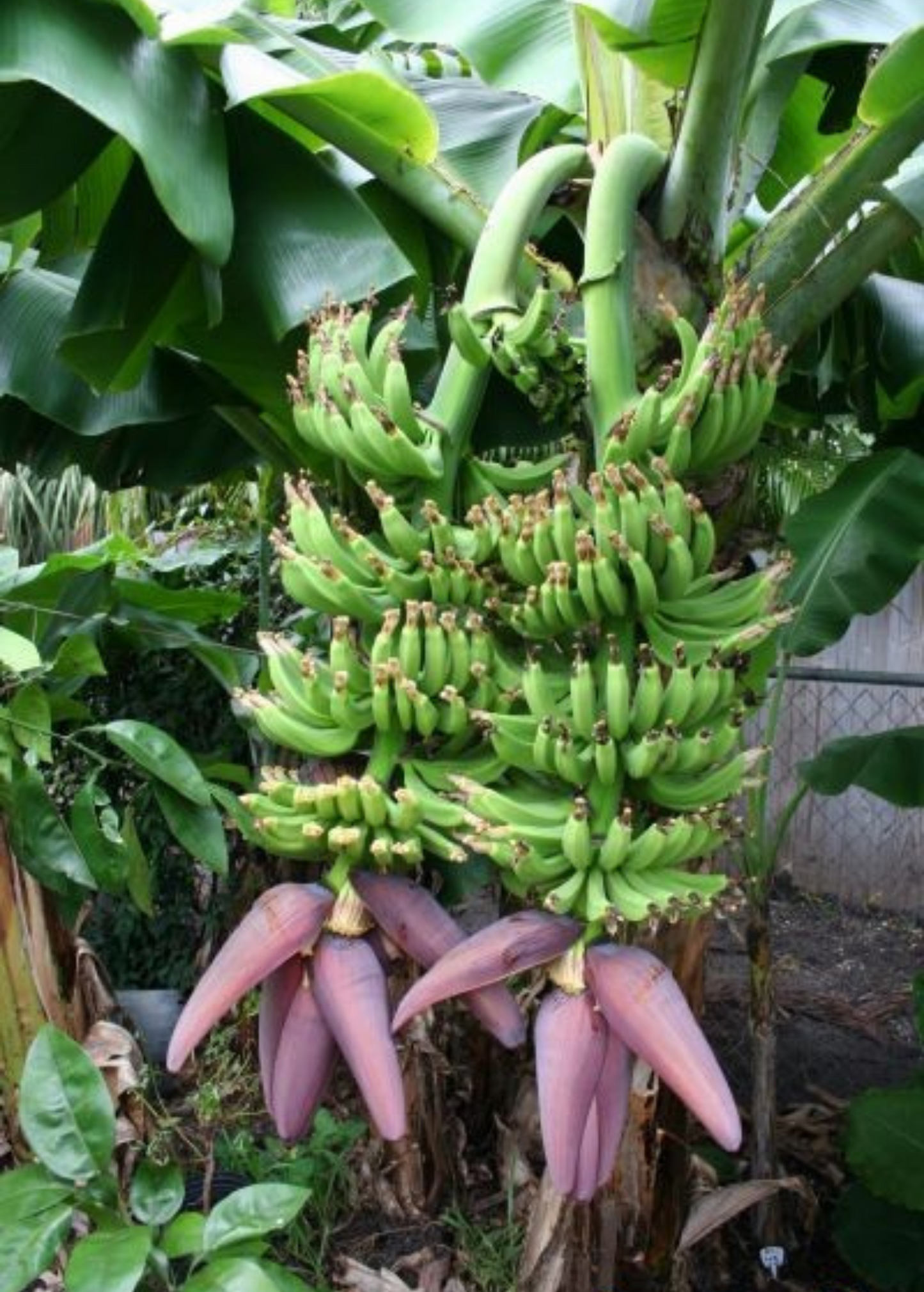 Dwarf Banana Tree Double Mahoi Musa acuminata Compact Tropical Fruit Plant