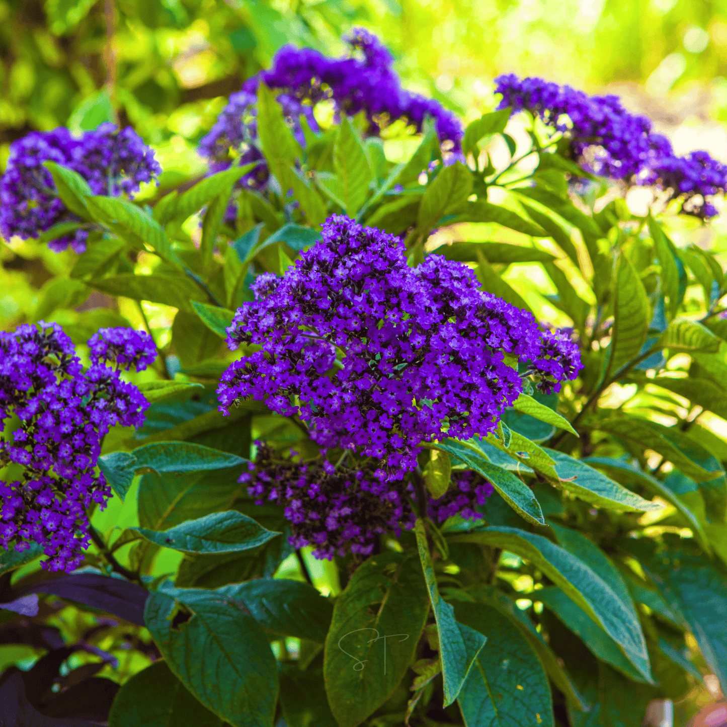 Dwarf Marine Heliotrope Seeds - Fragrant Violet Purple Flowers, Butterfly Magnet, Container Plant, Heliotropium arborescens