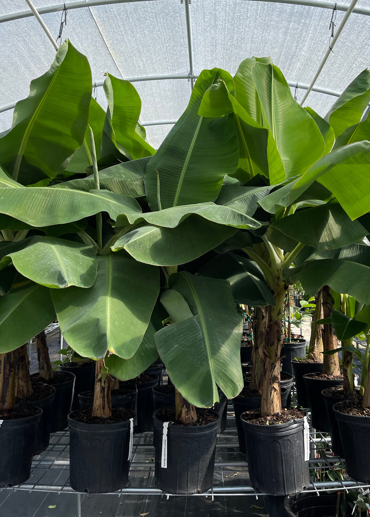 Dwarf Cavendish Banana Plant – Compact, High-Yielding Musa acuminata for Containers & Gardens