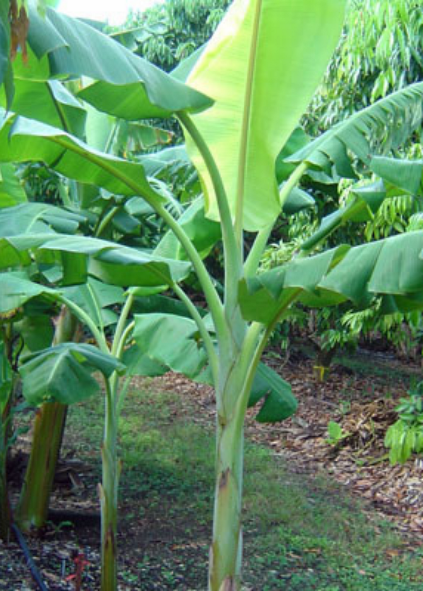 Dwarf Banana Tree 'Dwarf Orinoco' Musa acuminata Cold Tolerant Fruit Plant