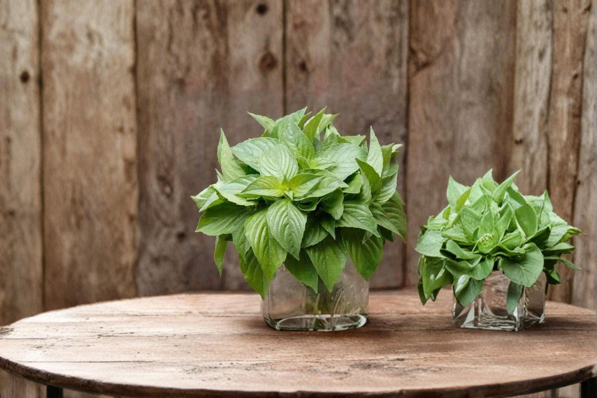 Lemon Basil Seeds - 75 Count - Citrus-Scented Culinary Herb - Ocimum basilicum - Edible Garden Favorite