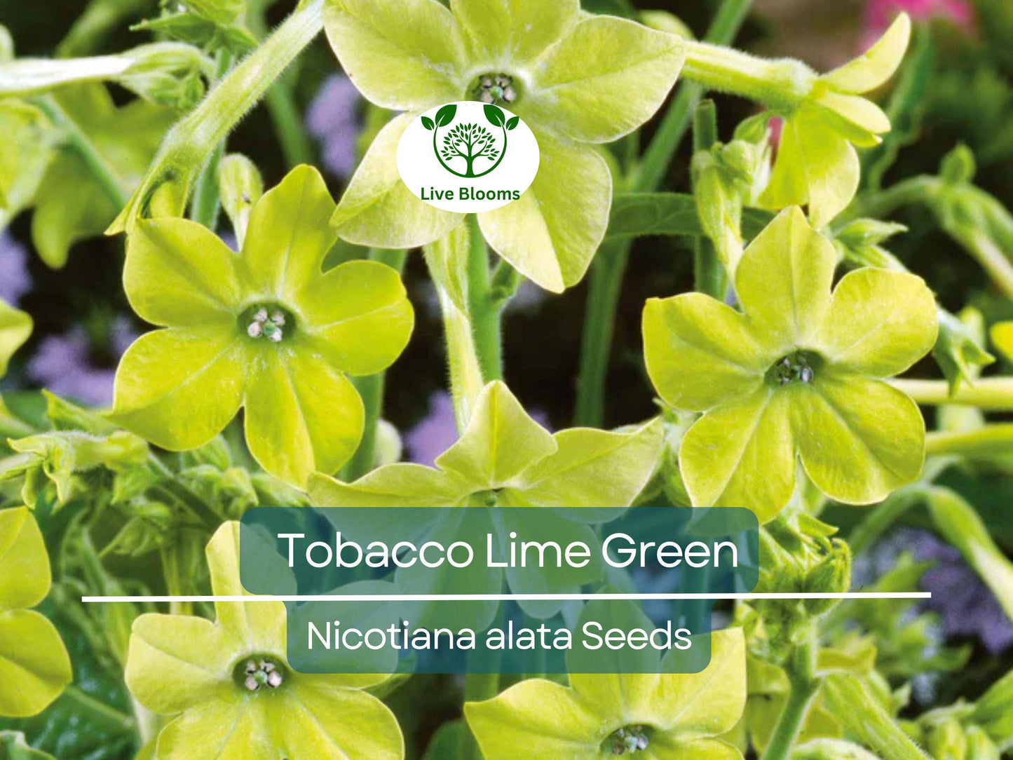 500 Seeds Tobacco Lime Green Flower Seeds - Non-GMO, Part-Shade, Easy to Grow Nicotiana