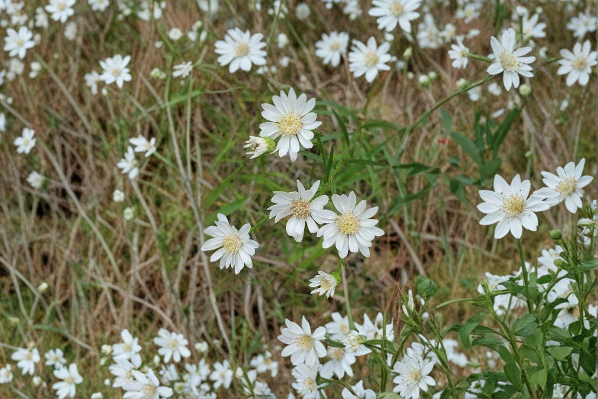 Upland White Goldenrod Seeds (100 Seeds) - Oligoneuron album, Native Perennial Wildflower, Drought Tolerant, Pollinator Friendly