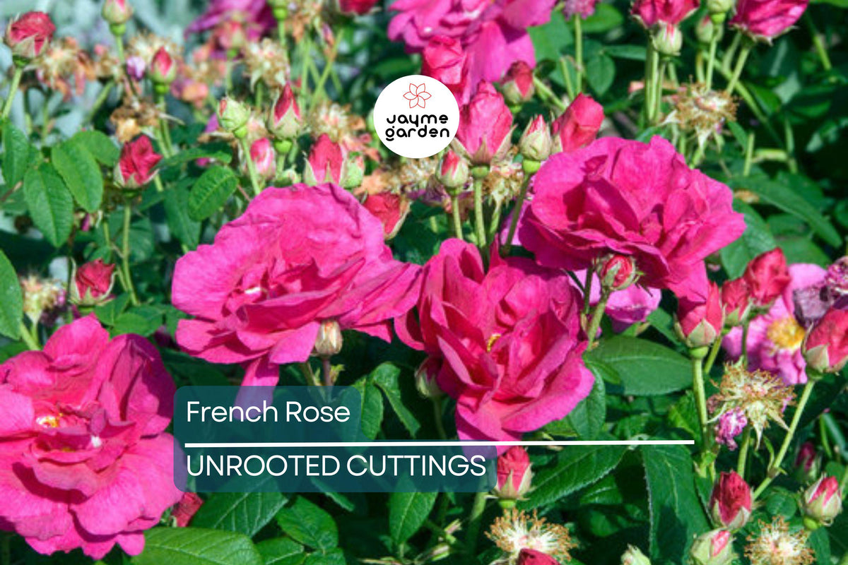French Rose Cuttings (4) - Climbing Rose for Fences & Arches, Victorian Charm, Rosa spp.