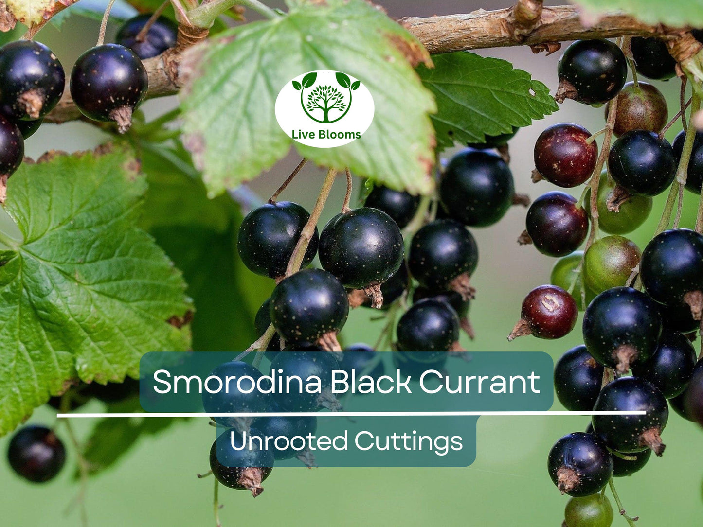 6 Organic Black Currant (Smorodina) Unrooted Cuttings 6-9" for Rooting & Fruit Bush