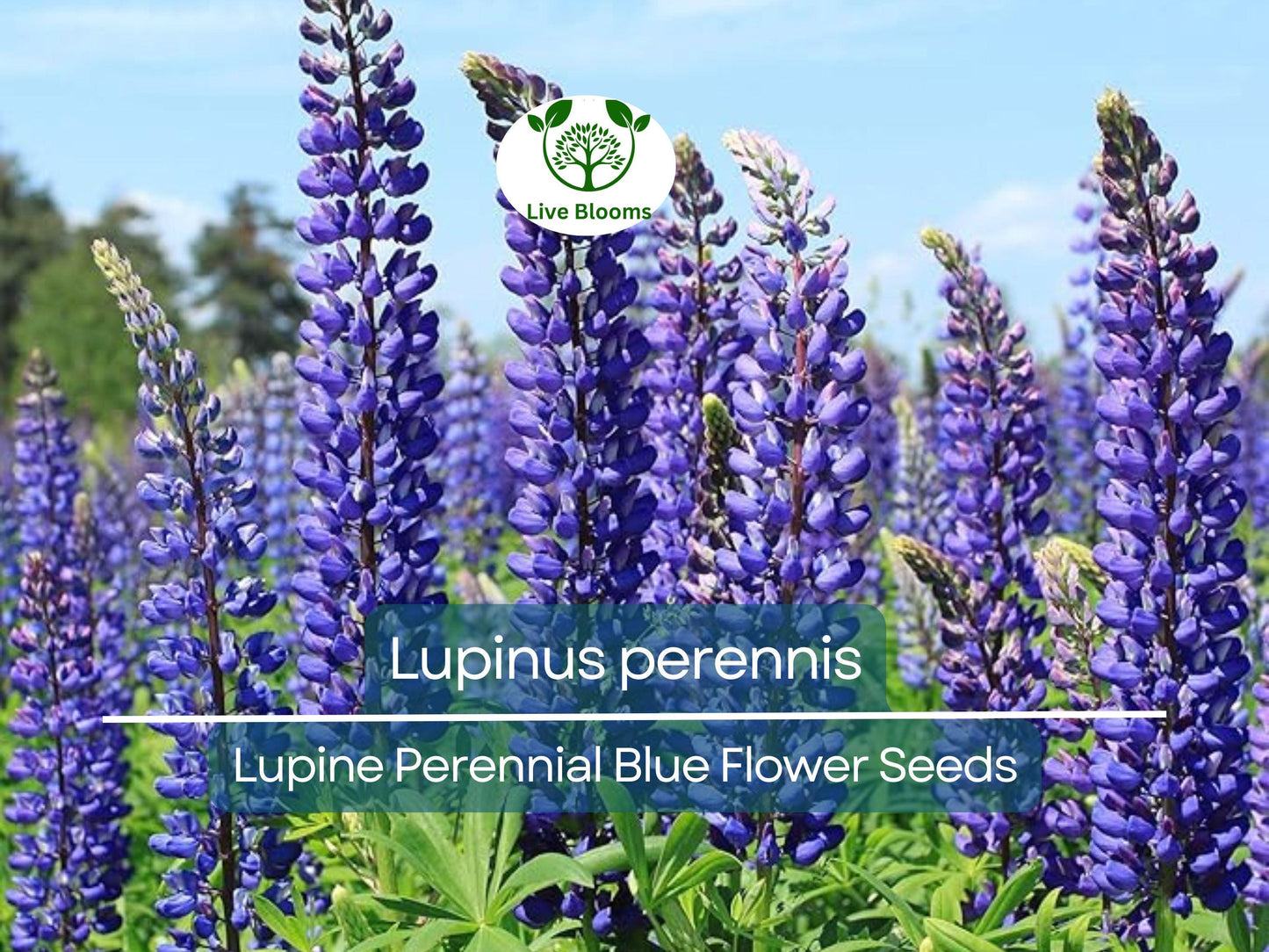 25 Seeds Lupine Perennial Blue – Hardy Lupinus perennis with Vibrant Blue Flowers, USDA Zones 3-9