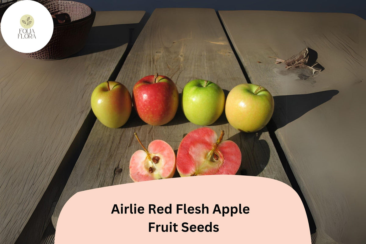 25+ Airlie Red Flesh Apple Seeds | Rare Heirloom Organic Apple with Red Interior Flesh