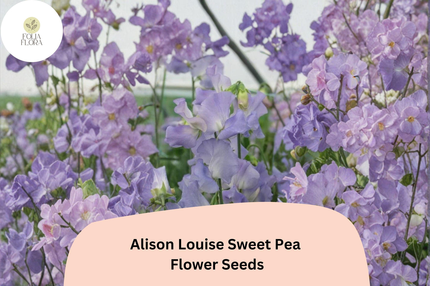 50+ Alison Louise Sweet Pea Seeds | Deep Purple Tall Climbing Annual Vine for Gardens