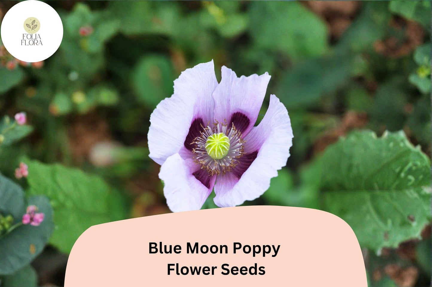 200+ Blue Moon Poppy Seeds | Papaver somniferum | Rare Blue to Lavender Blooms | Easy Annual Garden Flowers