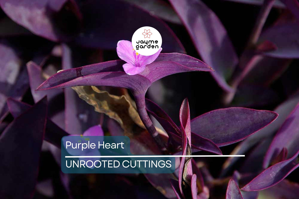 12 Live Purple Heart Cuttings | Wandering Jew | Vibrant Purple Foliage | Tradescantia Pallida | Pet Safe Indoor/Outdoor Plant