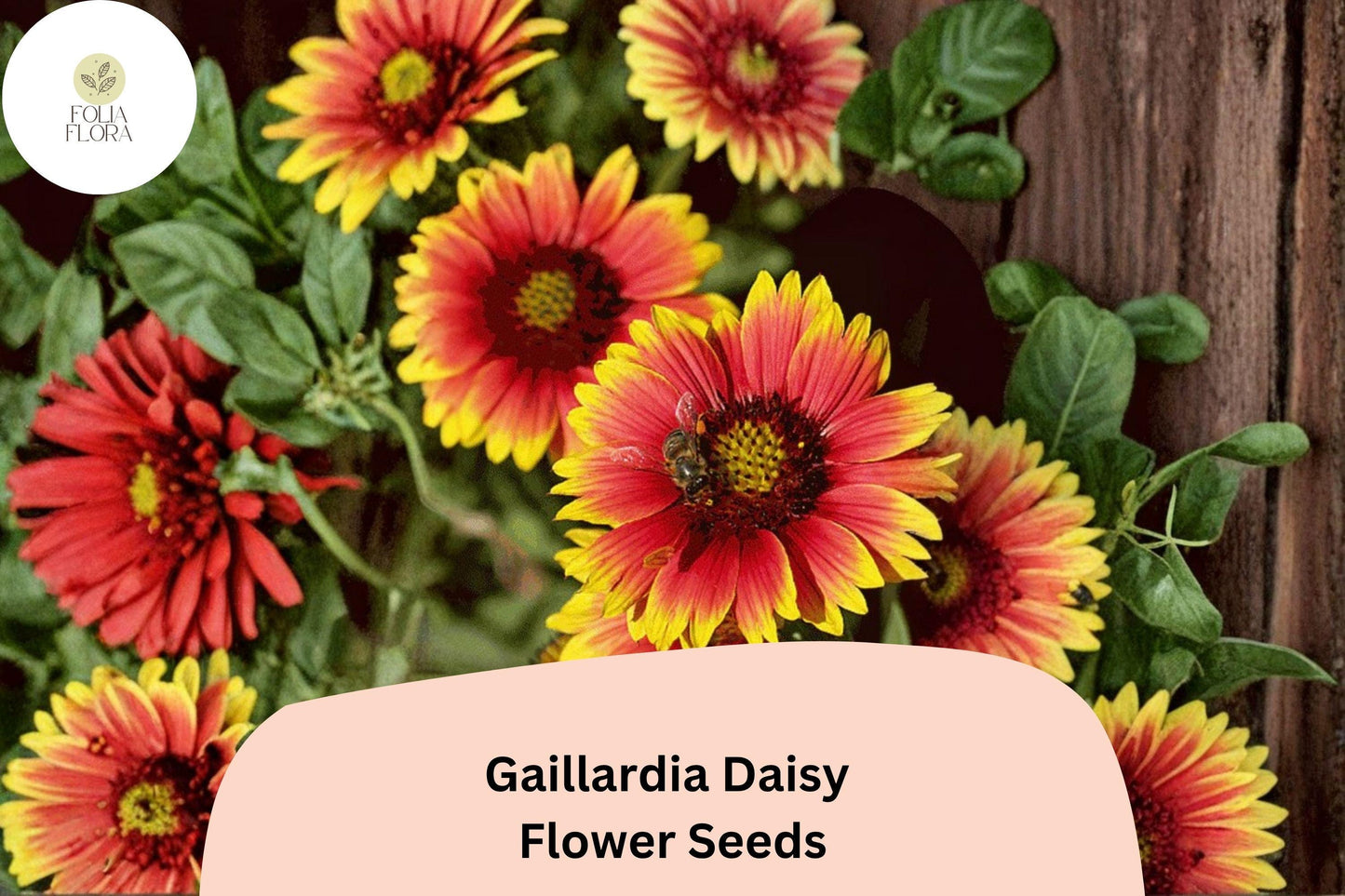 200+ Gaillardia Daisy Seeds | Gaillardia pulchella | Red Yellow Blanket Flower Perennial