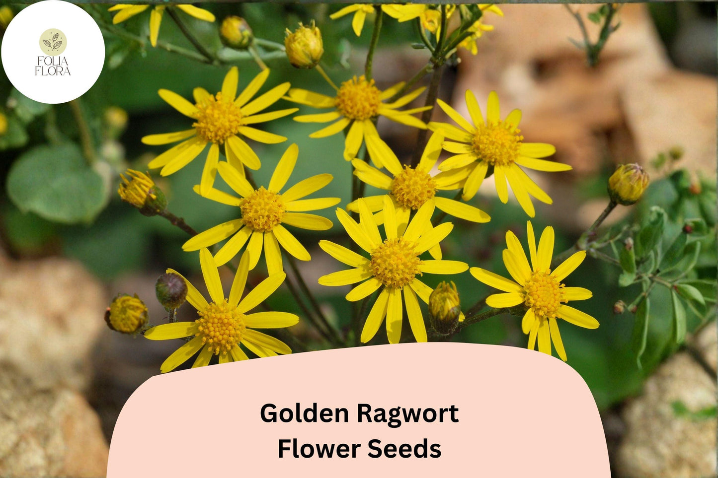 100 Golden Ragwort Seeds | Packera aurea | Native Shade-Loving Perennial Wildflower for Pollinators