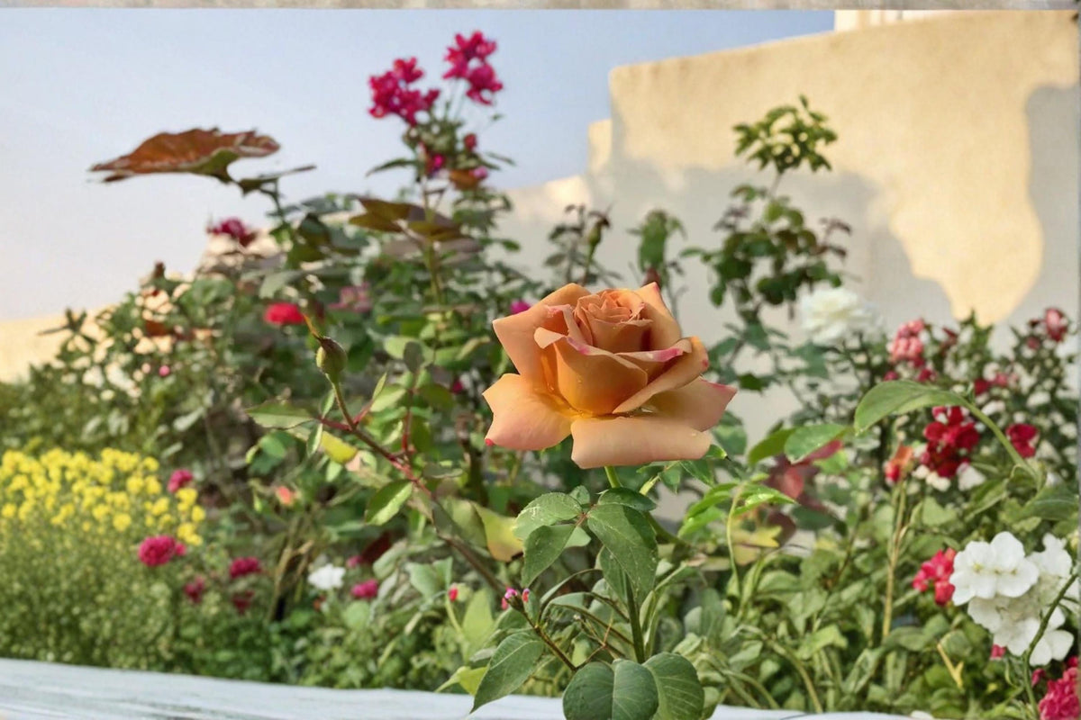 Honey Dijon Rose Cuttings 6-8" Unrooted Roses (Rosa ‘Honey Dijon’) - Ornamental Apricot Blooms for Garden Propagation