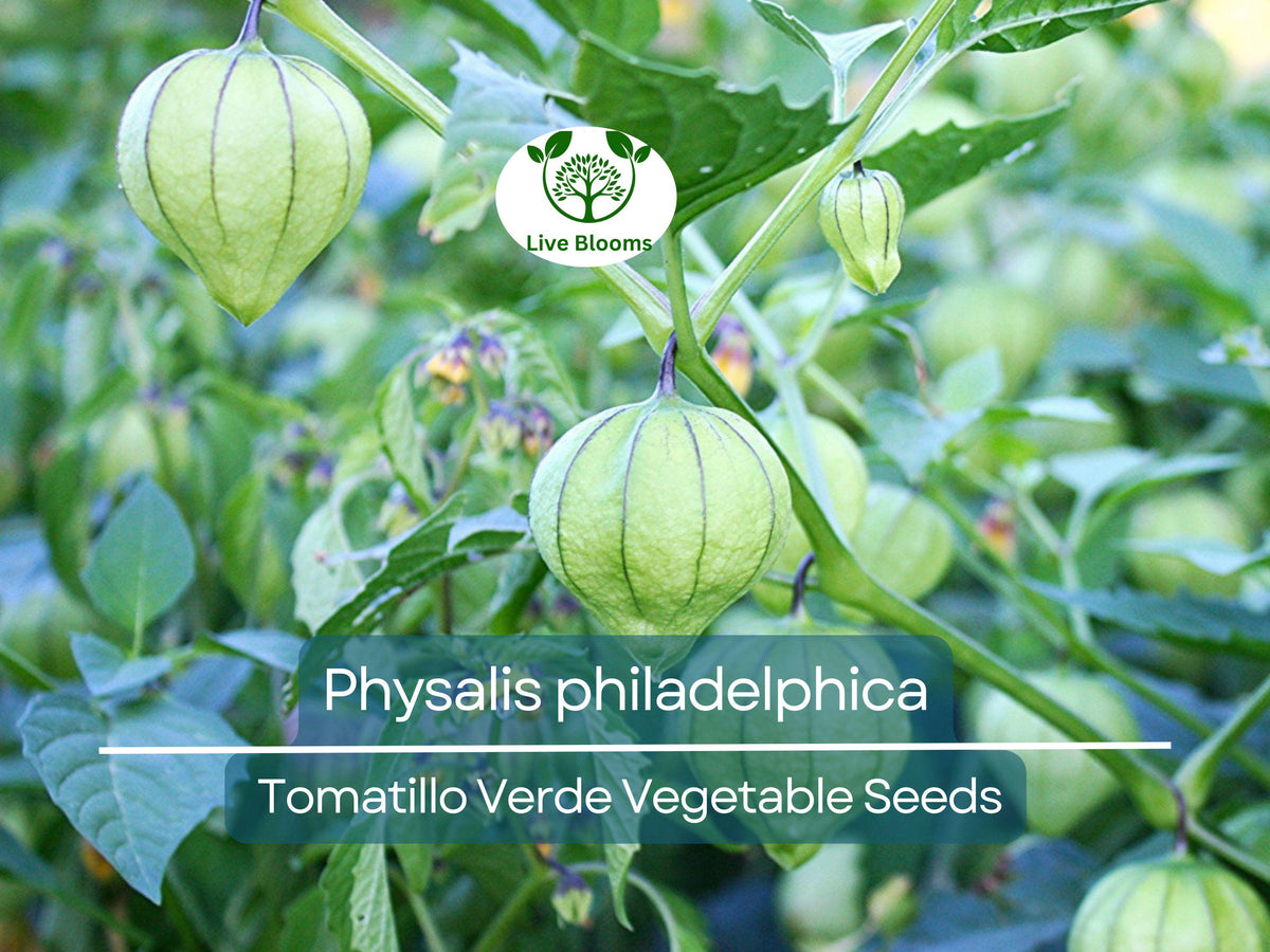 Tomatillo Verde Seeds 100 mg - Physalis philadelphica - Fresh Mexican Husk Tomatoes for Salsa & Cooking
