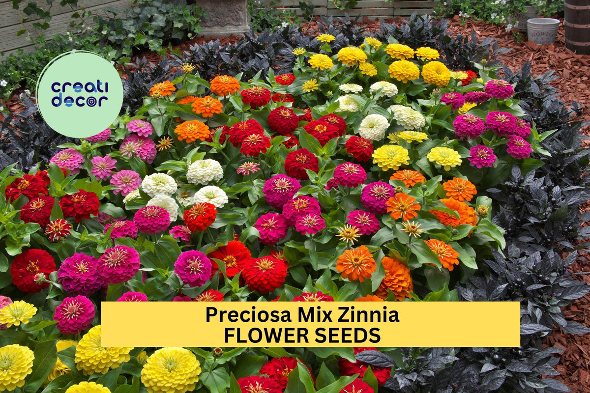 Zinnia Seeds - 100+ Preciosa Mix - Vibrant Annuals for Garden Planting - Zinnia elegans - Compact Blooms in Mixed Colors