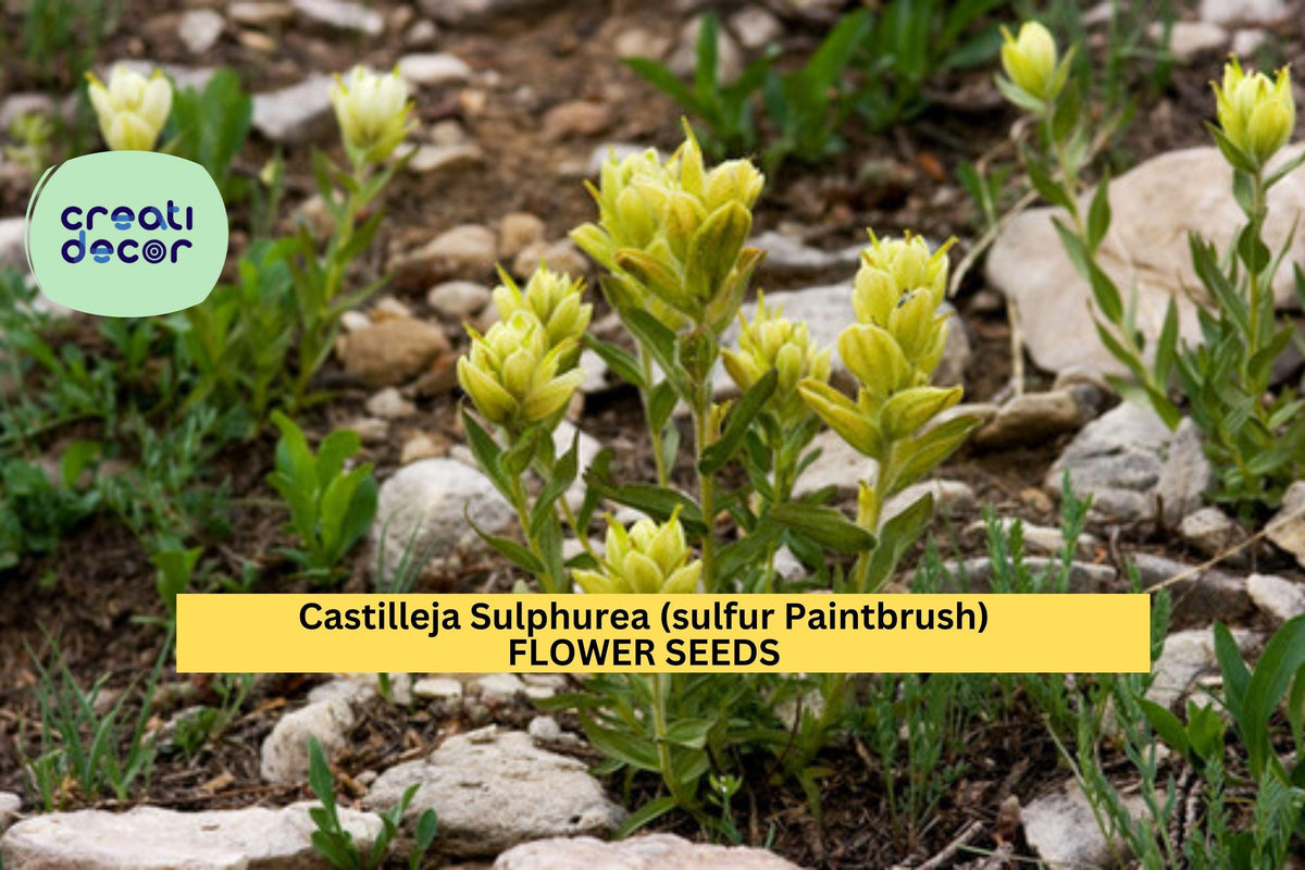 3pcs Sulfur Paintbrush Seeds (100mg) - Castilleja sulphurea Yellow Wildflower for Pollinator Gardens & Meadows