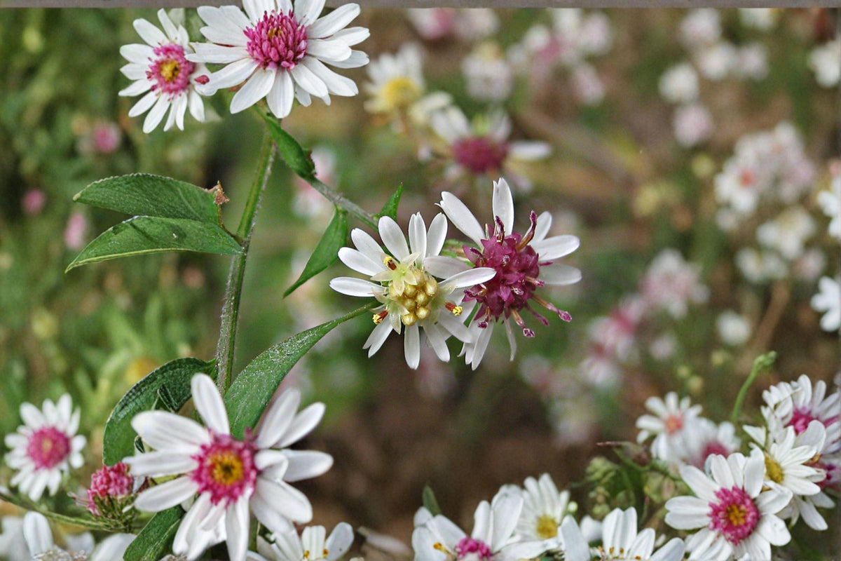 Calico Aster Seeds - 100 Seeds - Symphyotrichum lateriflorum - Native Woodland Perennial - Fall-Blooming Pollinator Essential