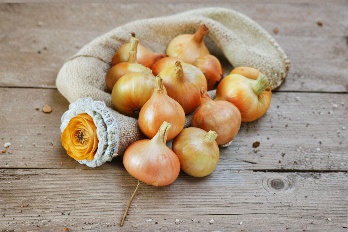 Burrell’s Yellow Valencia Onion Seeds - 50 Non-GMO Seeds, Classic Yellow Storage Onion, Allium cepa for Home Garden Cooking