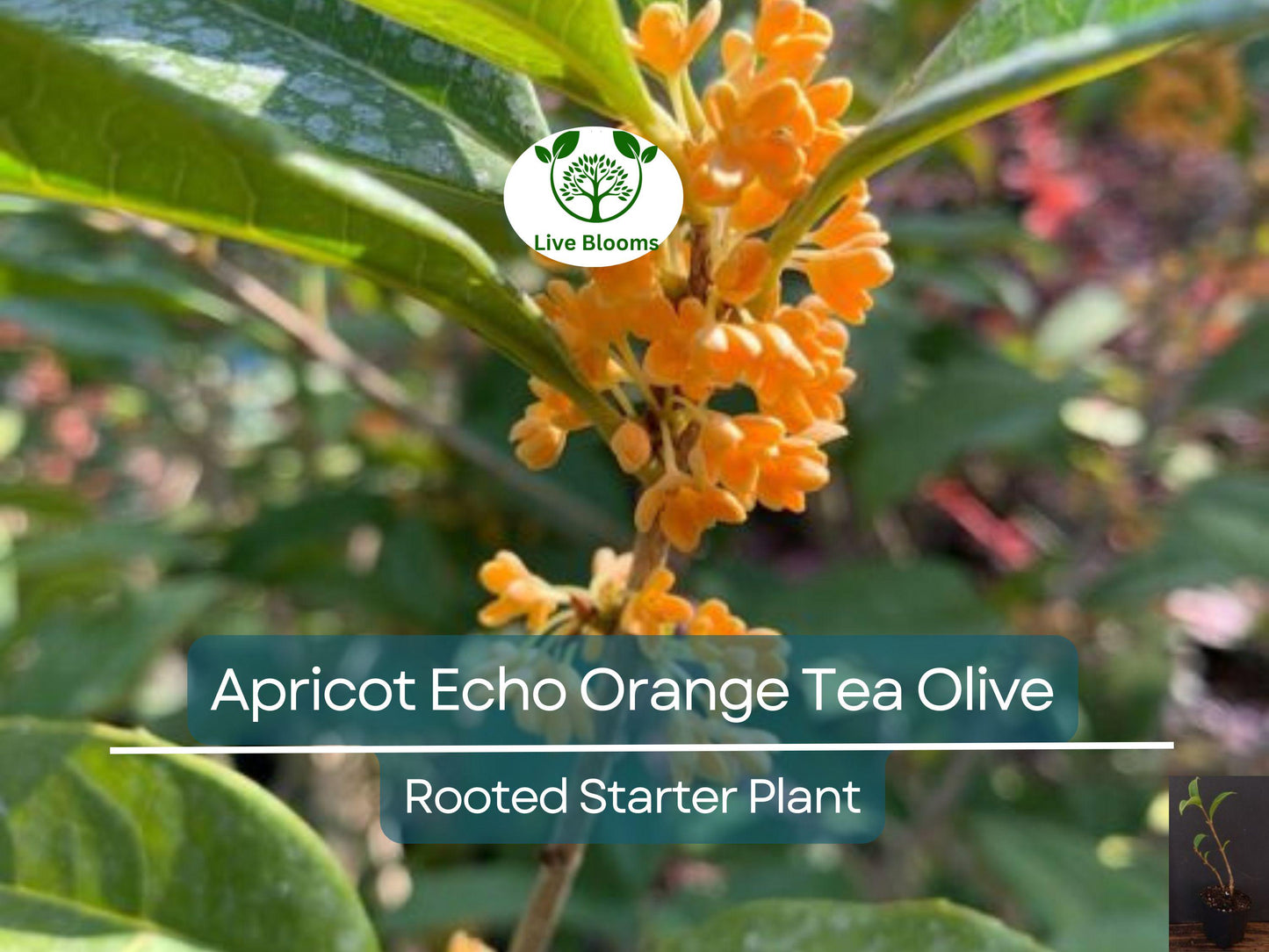 Apricot Echo Osmanthus fragrans Rooted Starter Plant - Fragrant Evergreen Tea Olive Shrub