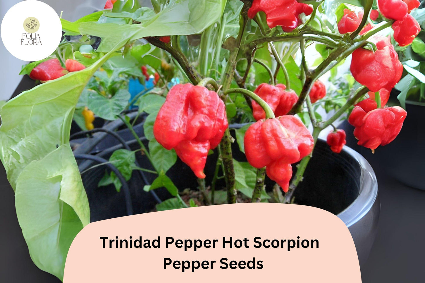 25 Trinidad Scorpion Pepper Seeds | Extremely Hot Non-GMO Heirloom Chili | Grow Fiery Red Peppers