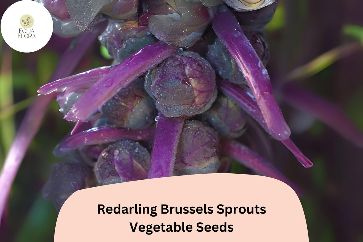 500+ Redarling Brussels Sprouts Seeds | Brassica oleracea | Purple Hybrid Variety for Flavorful Harvests