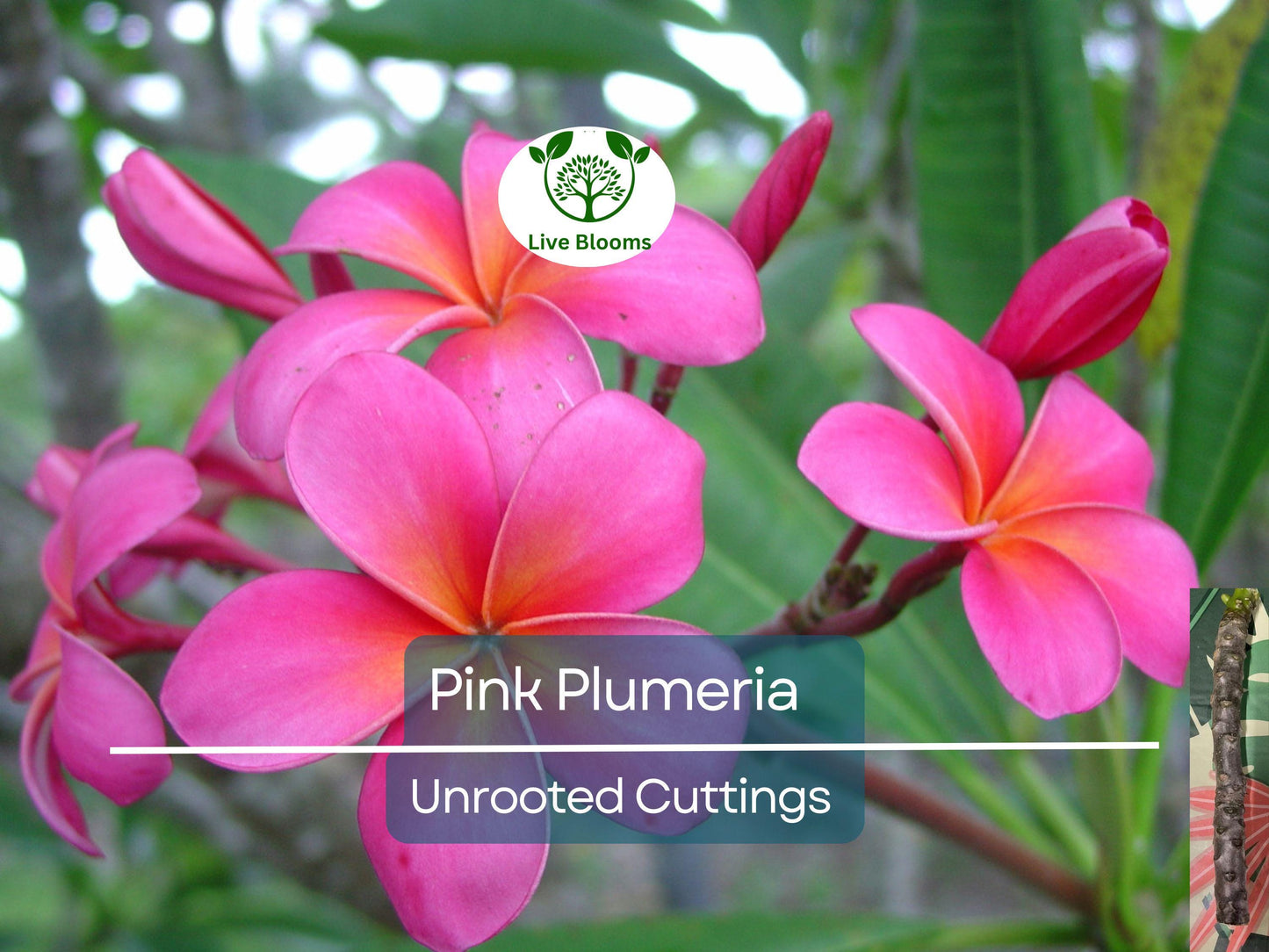 Pink Plumeria Cutting - 10" Unrooted Frangipani, Tropical Plumeria Rubra Starter