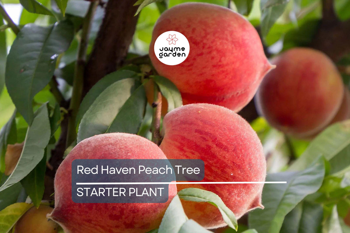 Dwarf Red Haven Peach Tree - 2 Ft, Pink Blossoms, Disease-Resistant, Non-GMO, Prunus persica, Ready to Plant, Cold Climate Friendly