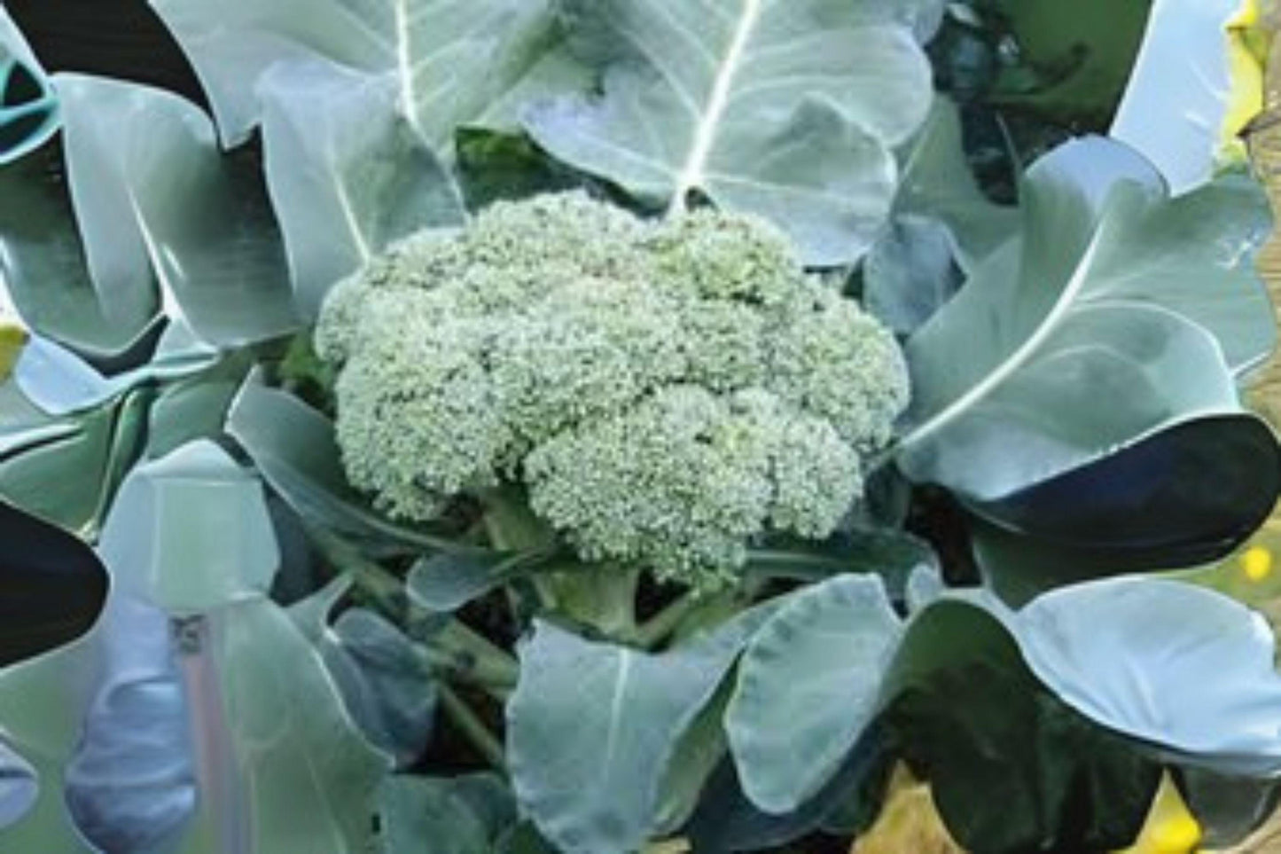 Calabrese Broccoli Seeds 300 Pack Heirloom Green Sprouting Brassica oleracea var. italica for Home Gardens