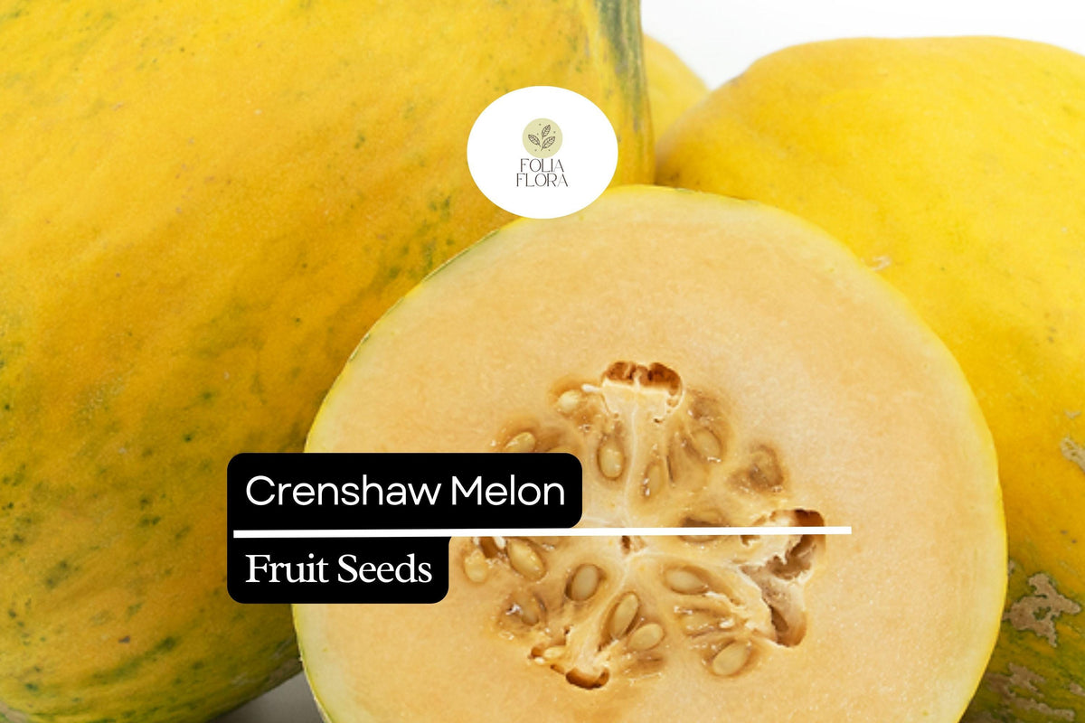 Crenshaw Melon Seeds - 20 Pack, Sweet & Juicy Cucumis melo, Golden-Yellow Rind, Aromatic Salmon-Orange Flesh