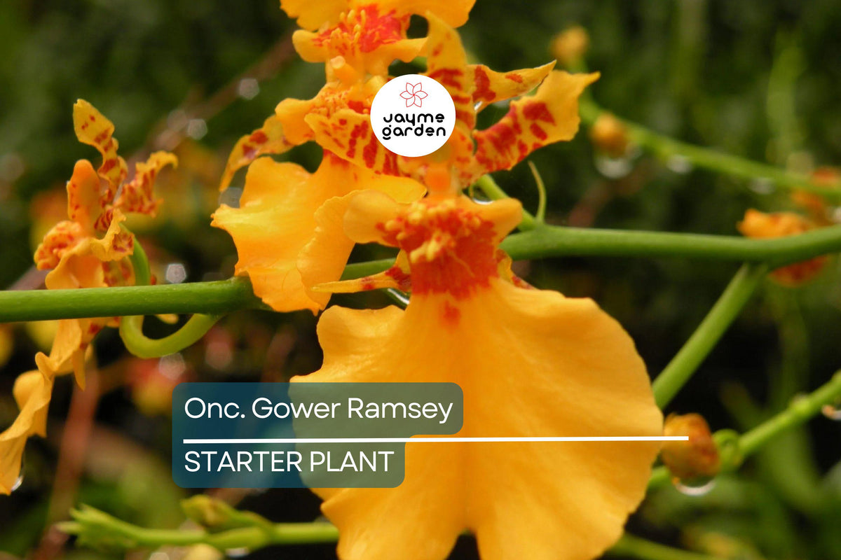 Oncidium Gower Ramsey Orchid Seedling | Potted Yellow Orchid | Indoor & Outdoor Plant | Child & Pet Safe | Subtropical Elegance