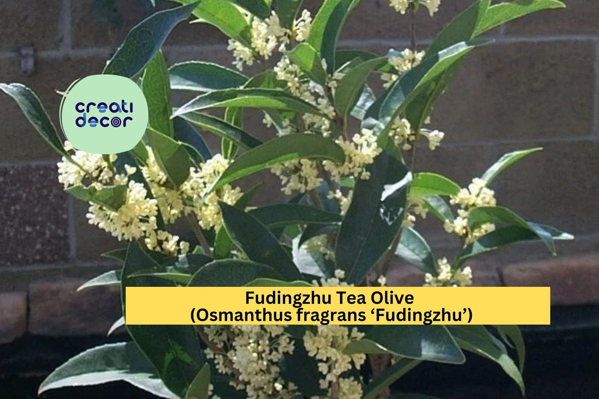 Fudingzhu Tea Olive Plant | Live Rooted Starter | Fragrant Evergreen Shrub | Osmanthus fragrans ‘Fudingzhu’ for Garden or Container