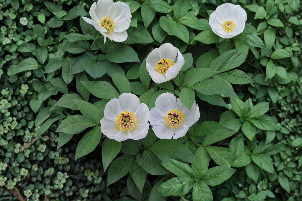 Japanese Woodland Peony Seeds | 5 Pack | Paeonia japonica | Rare Shade-Loving Perennial for Elegant Spring Gardens