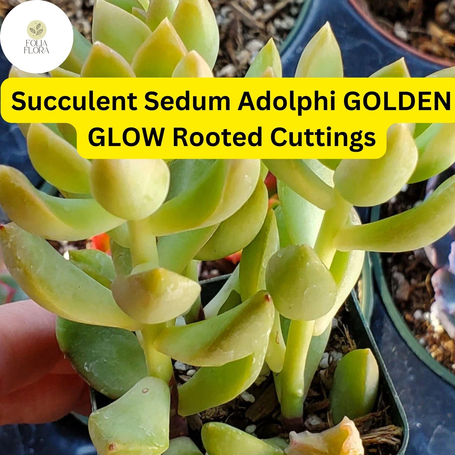 2 Bare Root Sedum adolphi ‘Golden Glow’ Succulent Plants – Vibrant Yellow-Green Foliage, Easy Care Indoor/Outdoor