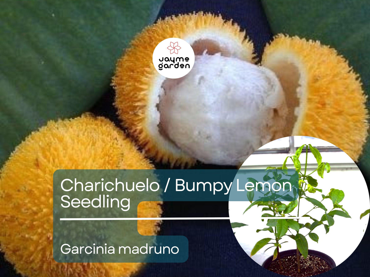 Bumpy Lemon Starter Plant Seedling - Charichuelo - Garcinia madruno - Tropical Fruit Tree for Exotic Gardens