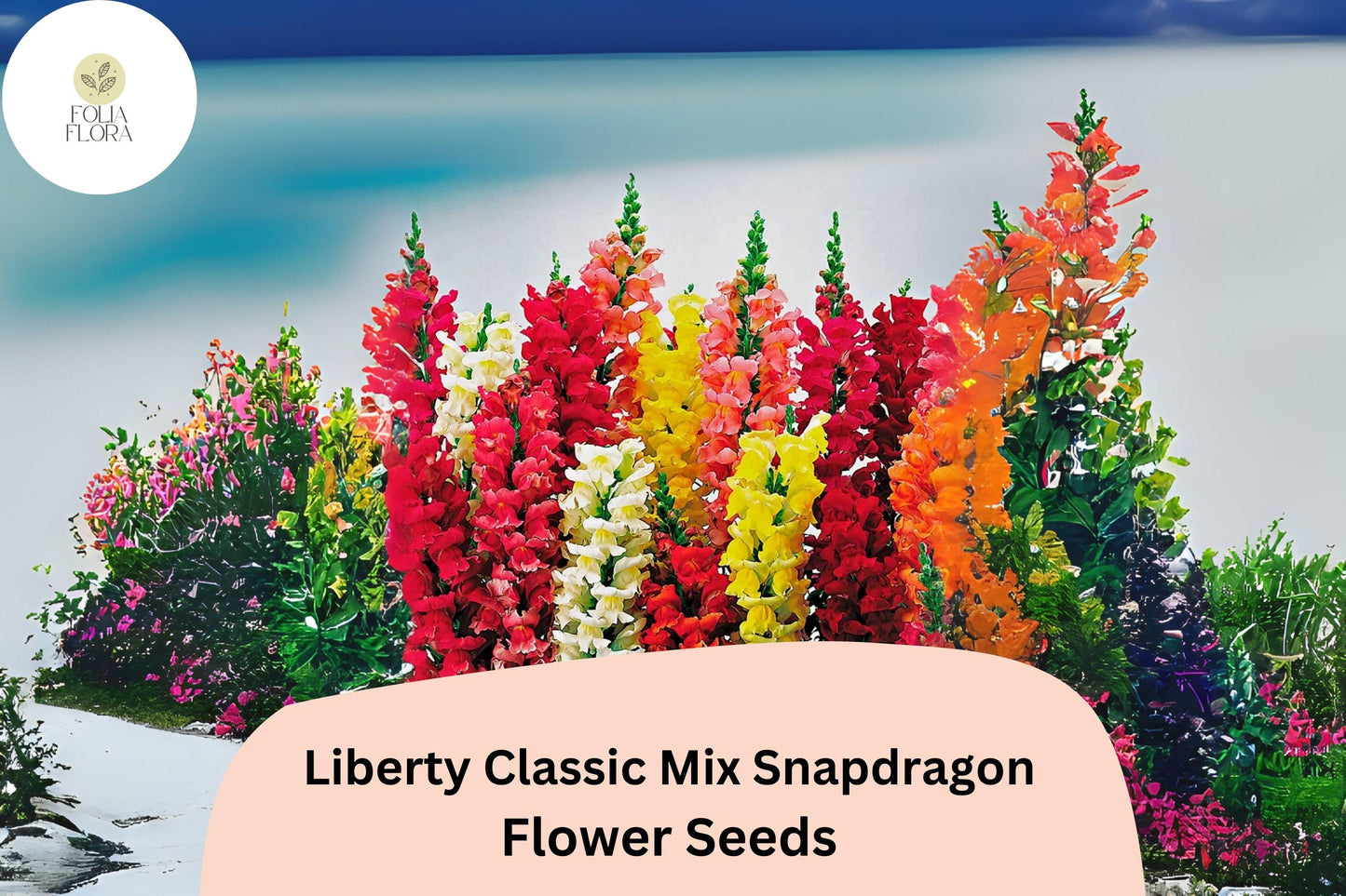 Antirrhinum majus Liberty Classic Mix Snapdragon Seeds – 1000+ Vibrant Blooms for Garden & Cut Flowers