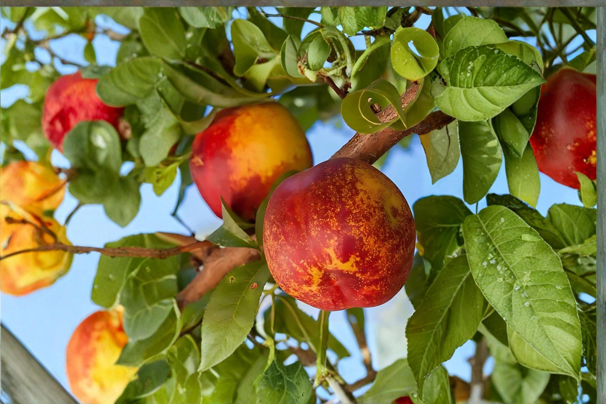Mericrest Nectarine Tree 2 ft Bare Root Deciduous Fruit Tree Prunus persica var. nucipersica with Pink Blossoms