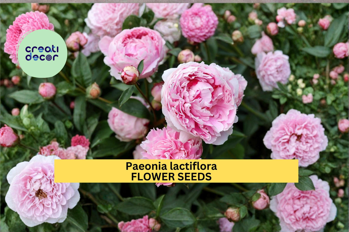Paeonia lactiflora Seeds - 5 Count Chinese Herbaceous Peony Flower Seeds for Garden, Perennial Spring Blooms, Ornamental Plant