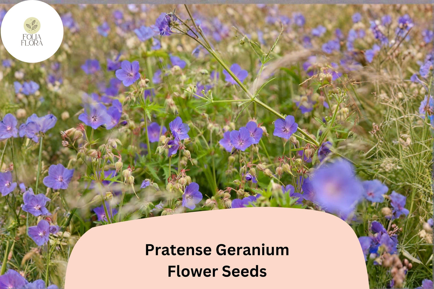 25+ Pratense Geranium Seeds | Hardy Perennial with Violet-Purple Blooms for Gardens & Borders