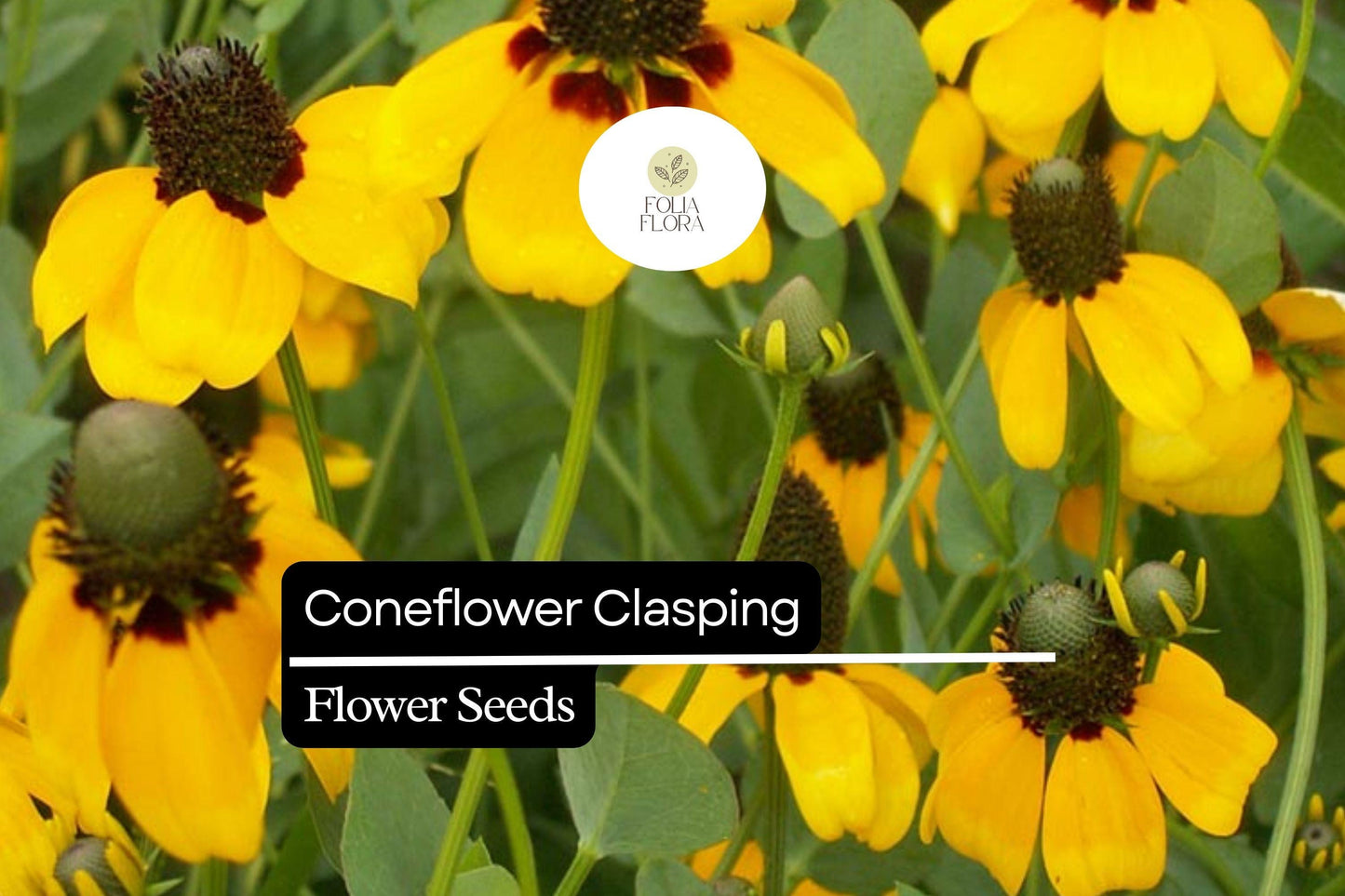 100mg Clasping Coneflower Seeds (Dracopis amplexicaulis) - Vibrant Yellow Wildflower for Pollinator Gardens