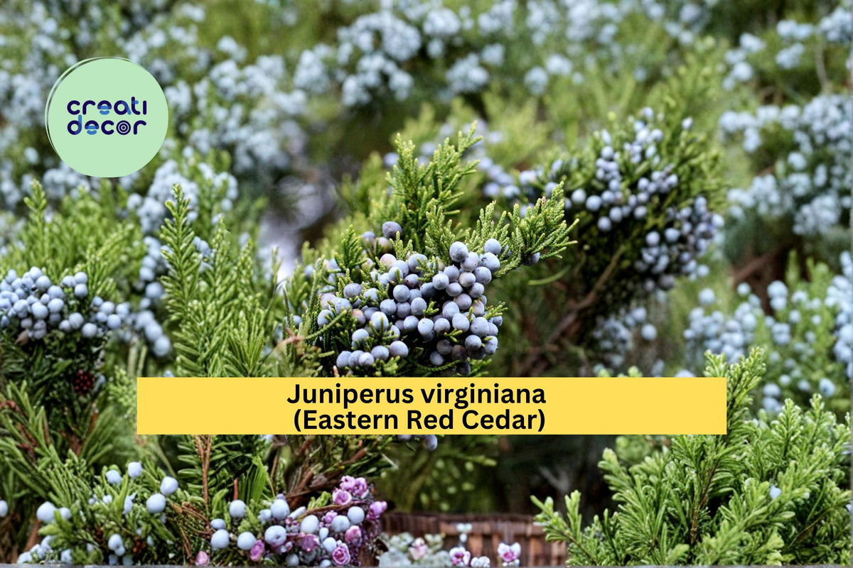 Eastern Red Cedar Seeds - 25 Count Juniperus virginiana - Native Evergreen Tree for Landscape & Windbreaks