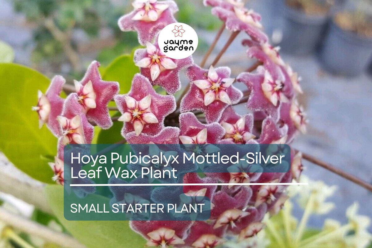 Hoya Pubicalyx Starter Plant - Mottled Silver Leaf Wax Plant - Tropical Vining Houseplant - Fragrant Flowers - Hoya pubicalyx