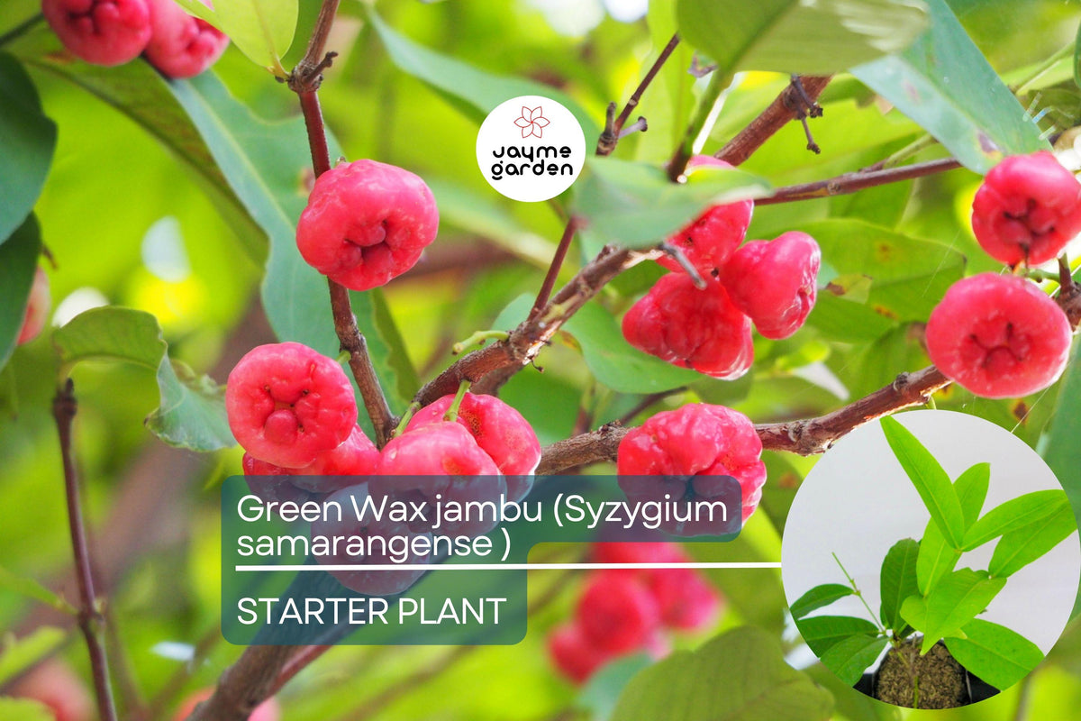 Live Wax Jambu Tree 12"-24" - Syzygium samarangense - Tropical Fruit, Bell-Shaped, Sweet & Juicy Edible Fruit Tree
