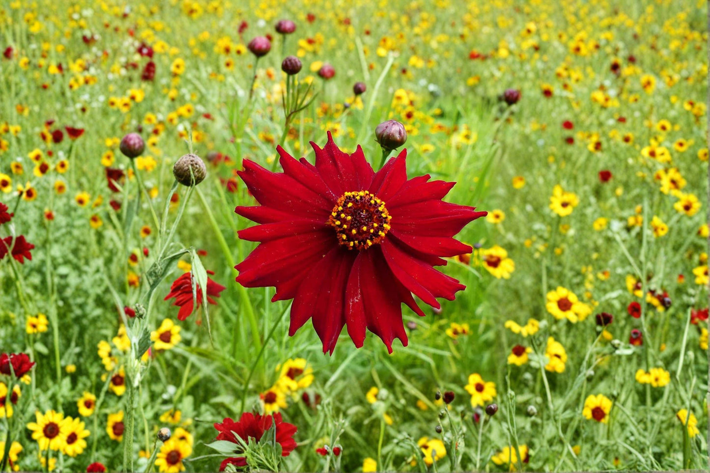 Dwarf Red Coreopsis Seeds – 100mg, Annual Wildflower, Vibrant Red Blooms, Coreopsis tinctoria ‘Plains Dwarf Red’