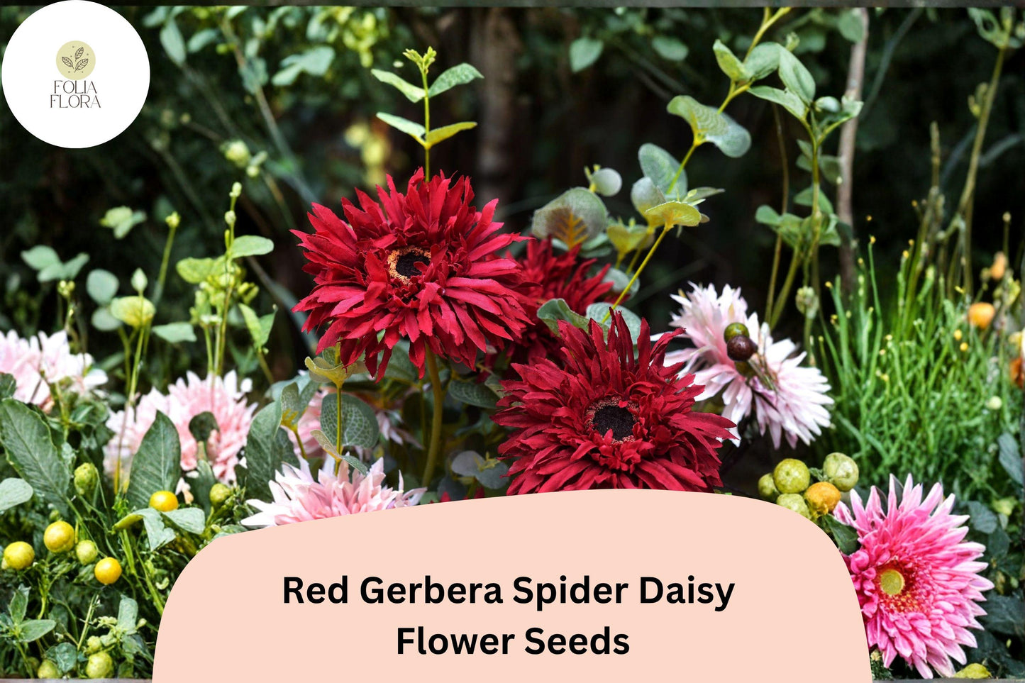 50+ Red Gerbera Spider Daisy Seeds | Gerbera jamesonii | Vibrant Red Spider-Petal Flowers