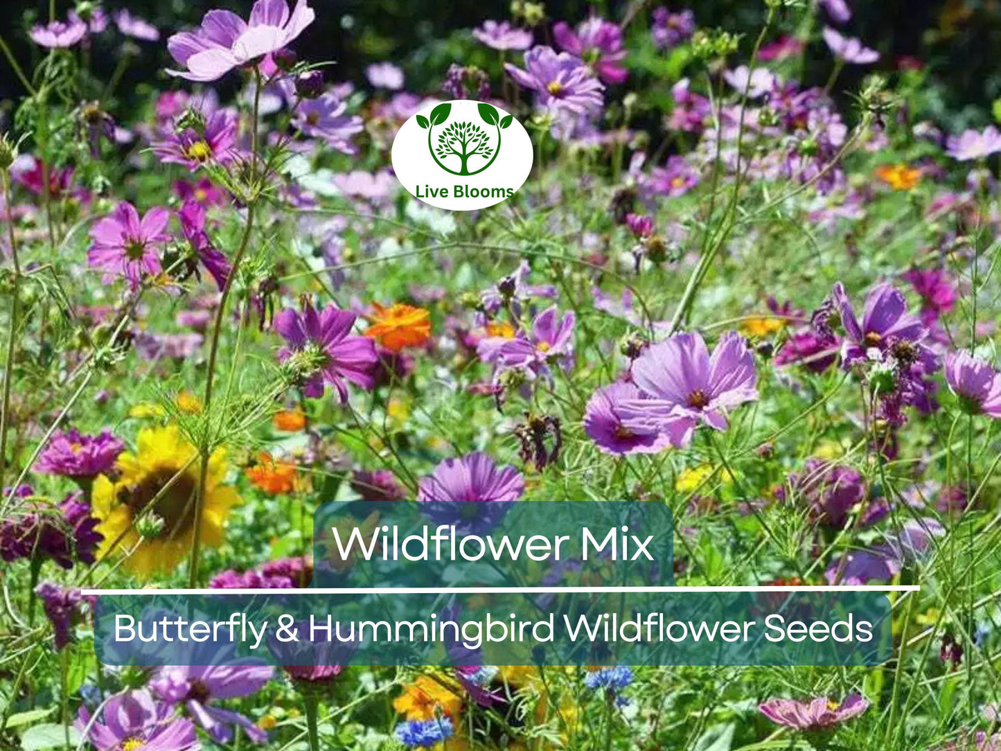 1000 Seeds Wildflower Mix Butterfly & Hummingbird - Heirloom, Non-GMO, Pollinator-Friendly Garden Seeds