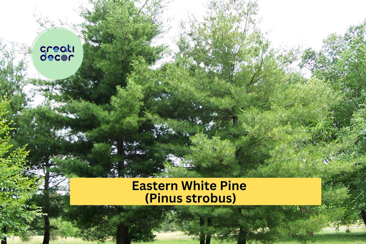 Eastern White Pine Tree Seedlings - Set of 10 Bare Root Pinus strobus for Landscaping & Reforestation